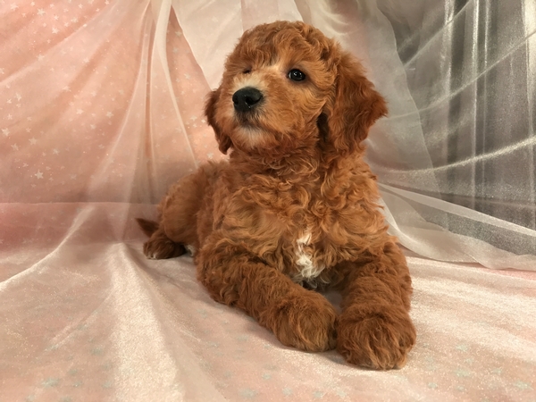Male Apricot Mini Goldendoodle Puppy for Sale By A Great Breeder Near The Iowa Minnesota Border In Iowa $1500